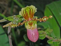 Sivun Paphiopedilum glaucophyllum J. J. Sm. kuva