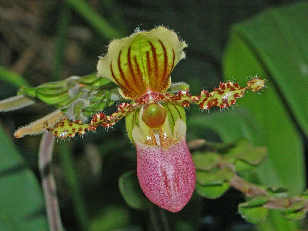 Слика од Paphiopedilum glaucophyllum J. J. Sm.