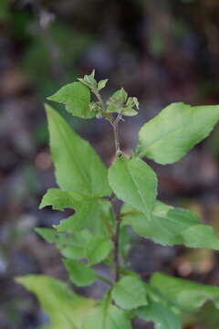 Image of Drummond's aster