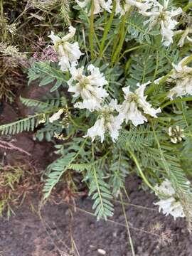 Plancia ëd Astragalus reventus A. Gray