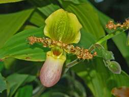 Слика од Paphiopedilum glaucophyllum J. J. Sm.