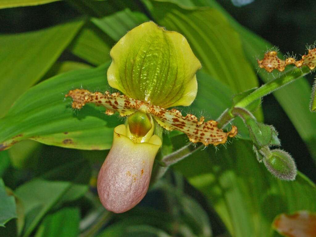 Sivun Paphiopedilum glaucophyllum J. J. Sm. kuva