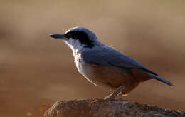 Image of Eastern Rock Nuthatch