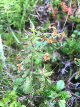 Image of Lapland lousewort