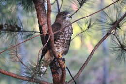 Image of Red-shouldered Hawk