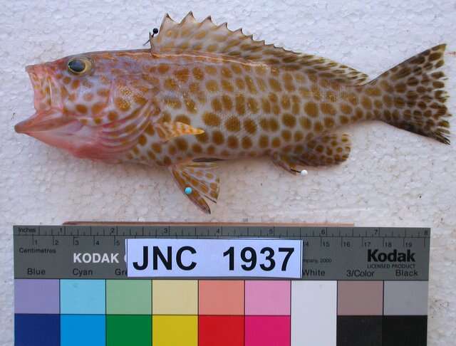 Epinephelus areolatus (Forsskål 1775) resmi