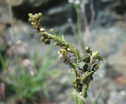 Image of Aphid