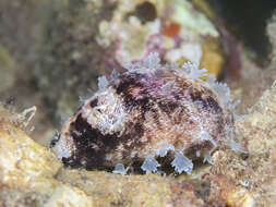 Image of camel cowrie