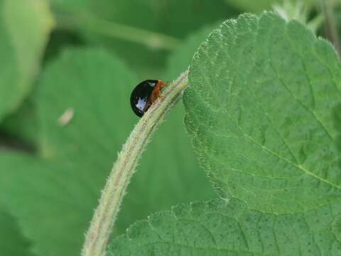 Imagem de Coccinellini