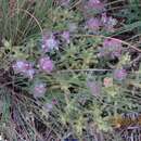 Image de Teucrium gnaphalodes L'Hér.