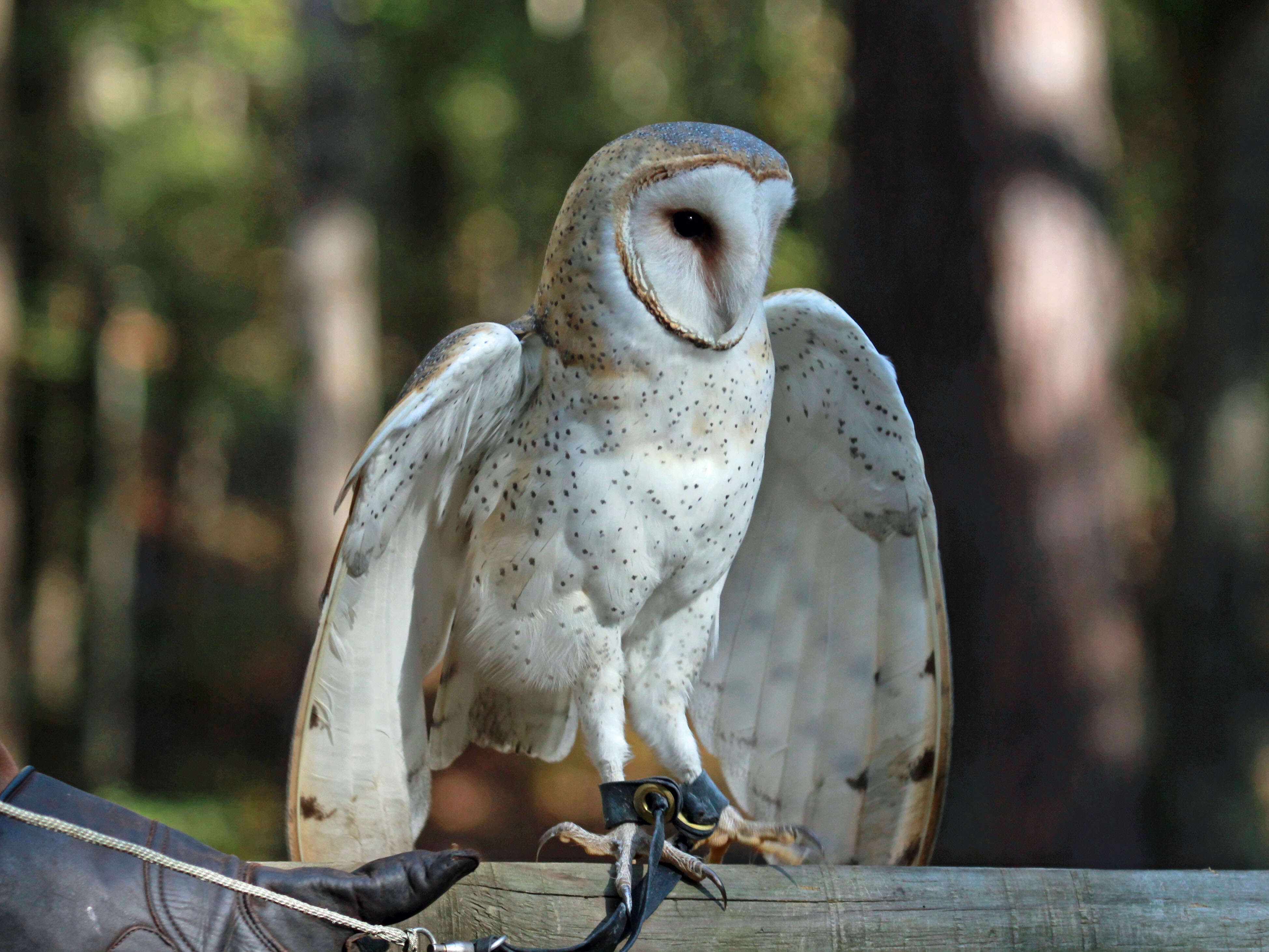 Слика од Tytonidae