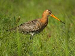 Image of Black-tailed Godwit