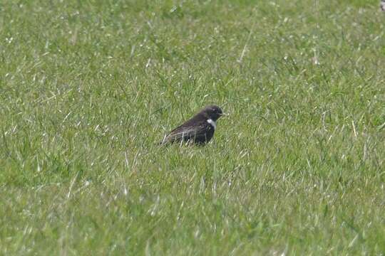 Image of Turdus torquatus torquatus Linnaeus 1758