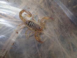 Image of Northern Scorpion