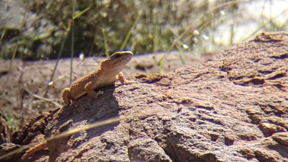 Image of Transvaal girdled lizard