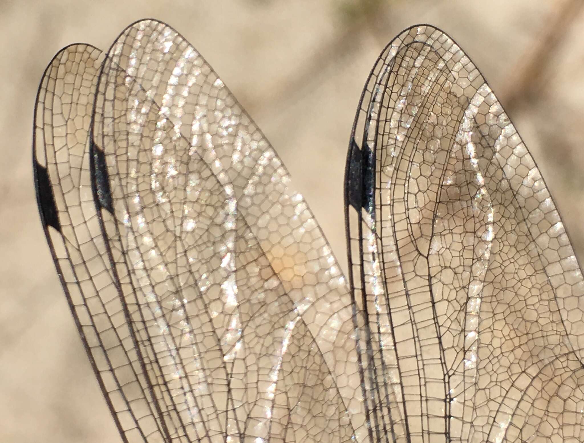 Image of Walker's Darner