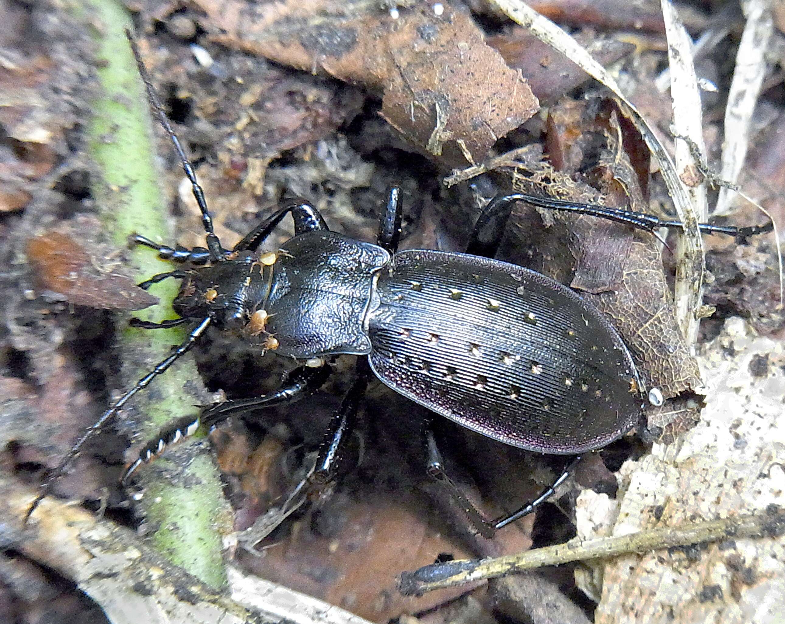 Image of Carabus (Oreocarabus) hortensis Linnaeus 1758