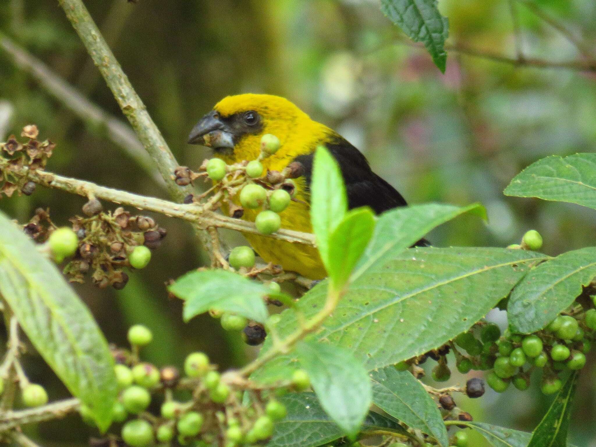 Image of Black-thighed Grosbeak