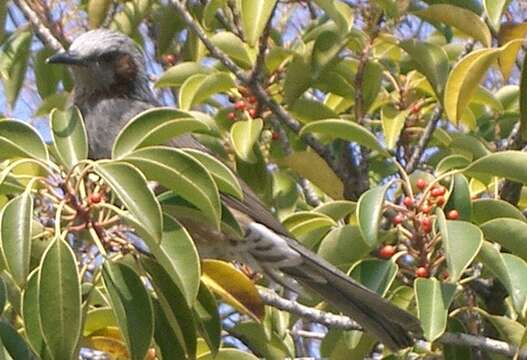 Image of Brown-eared Bulbul