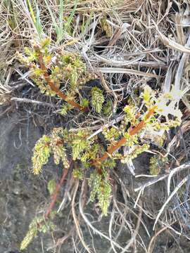 Image of Coriaria angustissima Hook. fil.