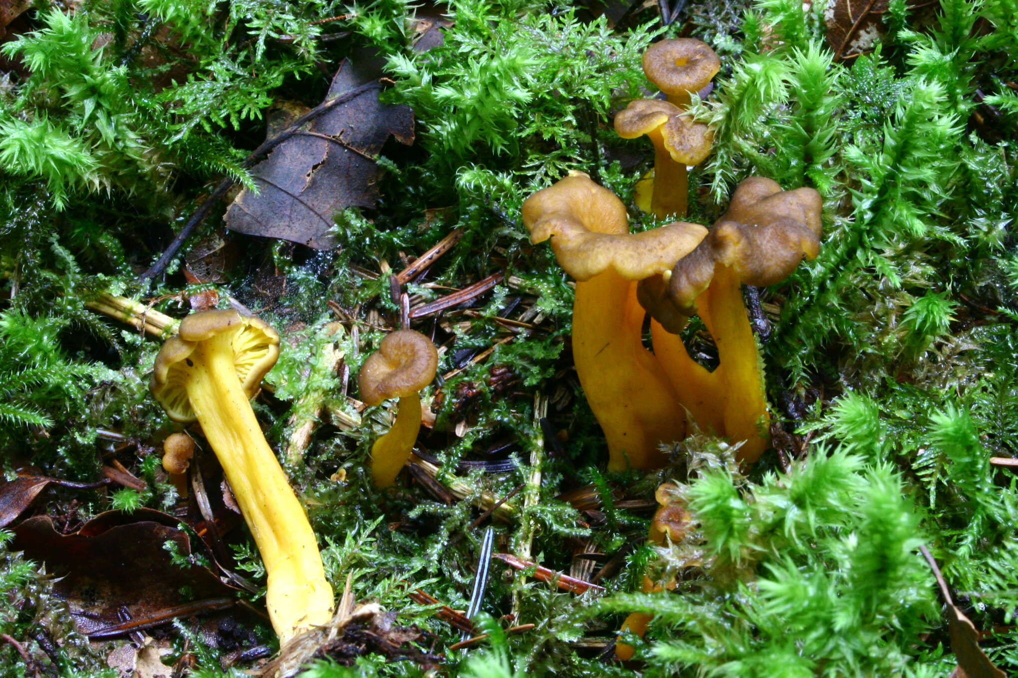 Image of Funnel Chanterelle