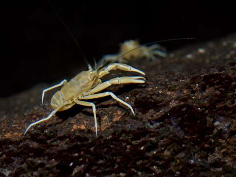 Слика од Munidopsis polymorpha Koelbel 1892