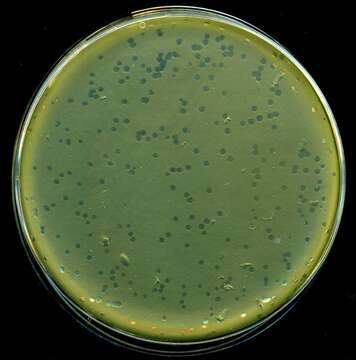 Image of Enterobacteria phage lambda