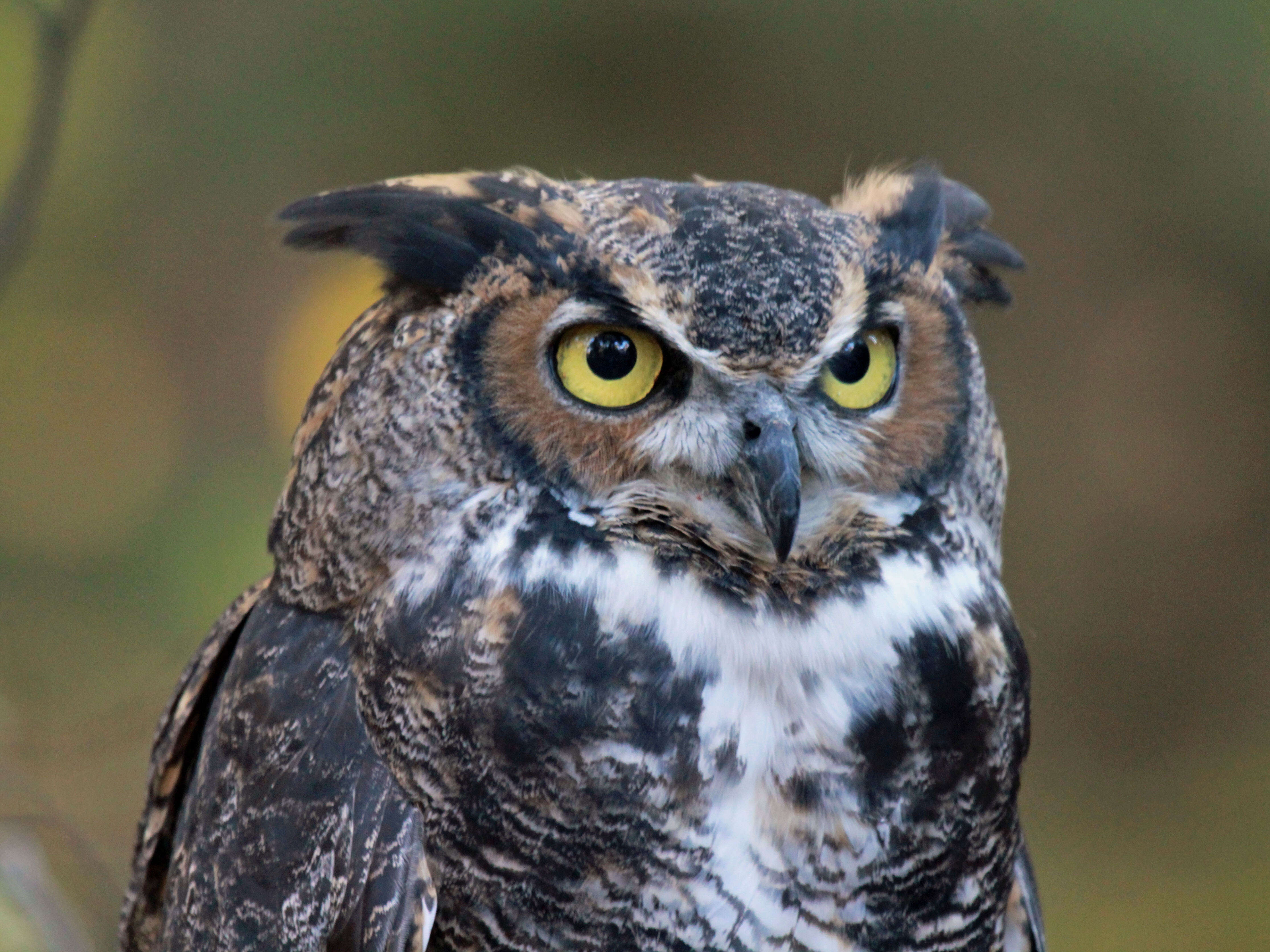 Image of Great Horned Owl