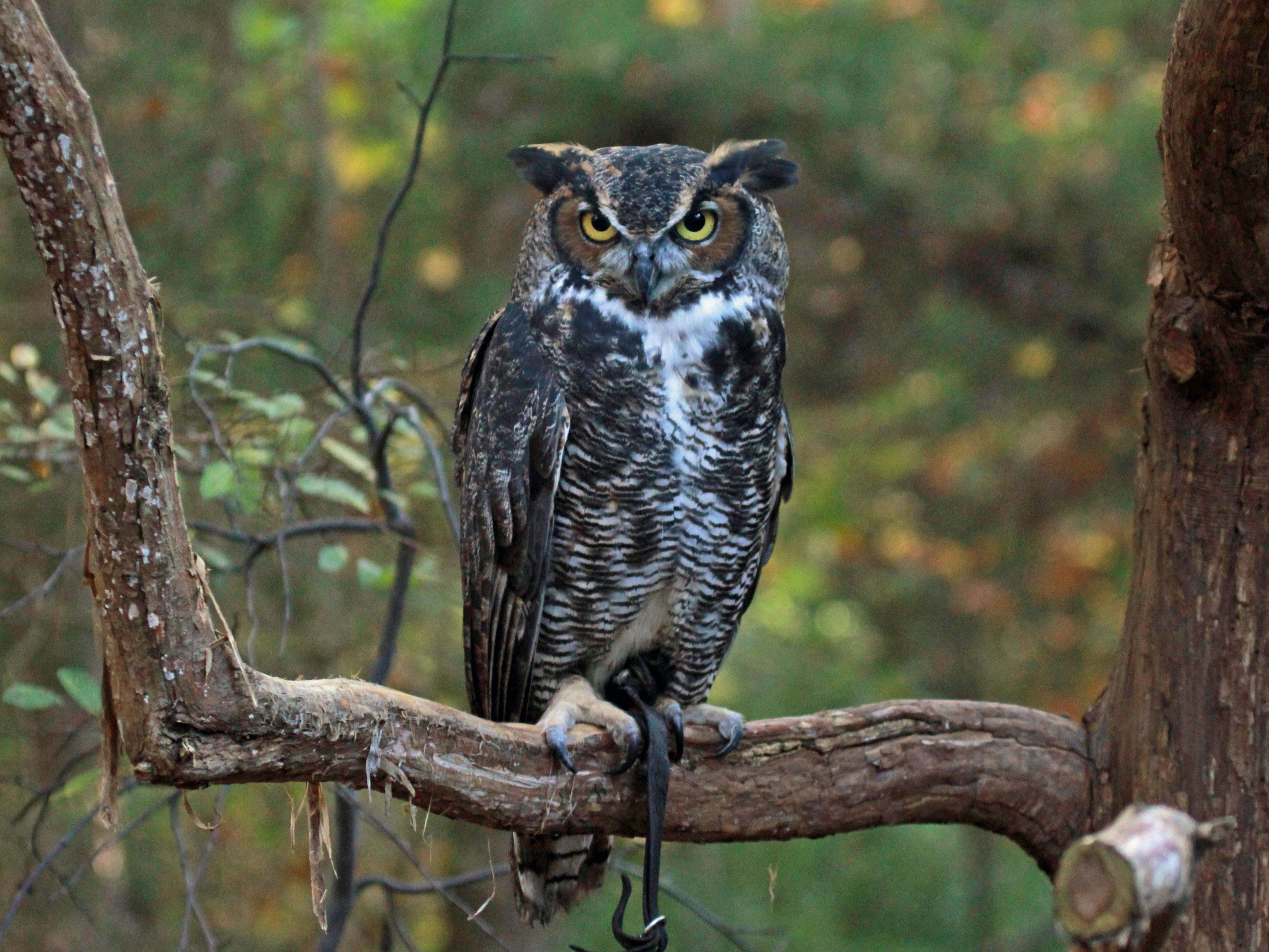 Image of Great Horned Owl