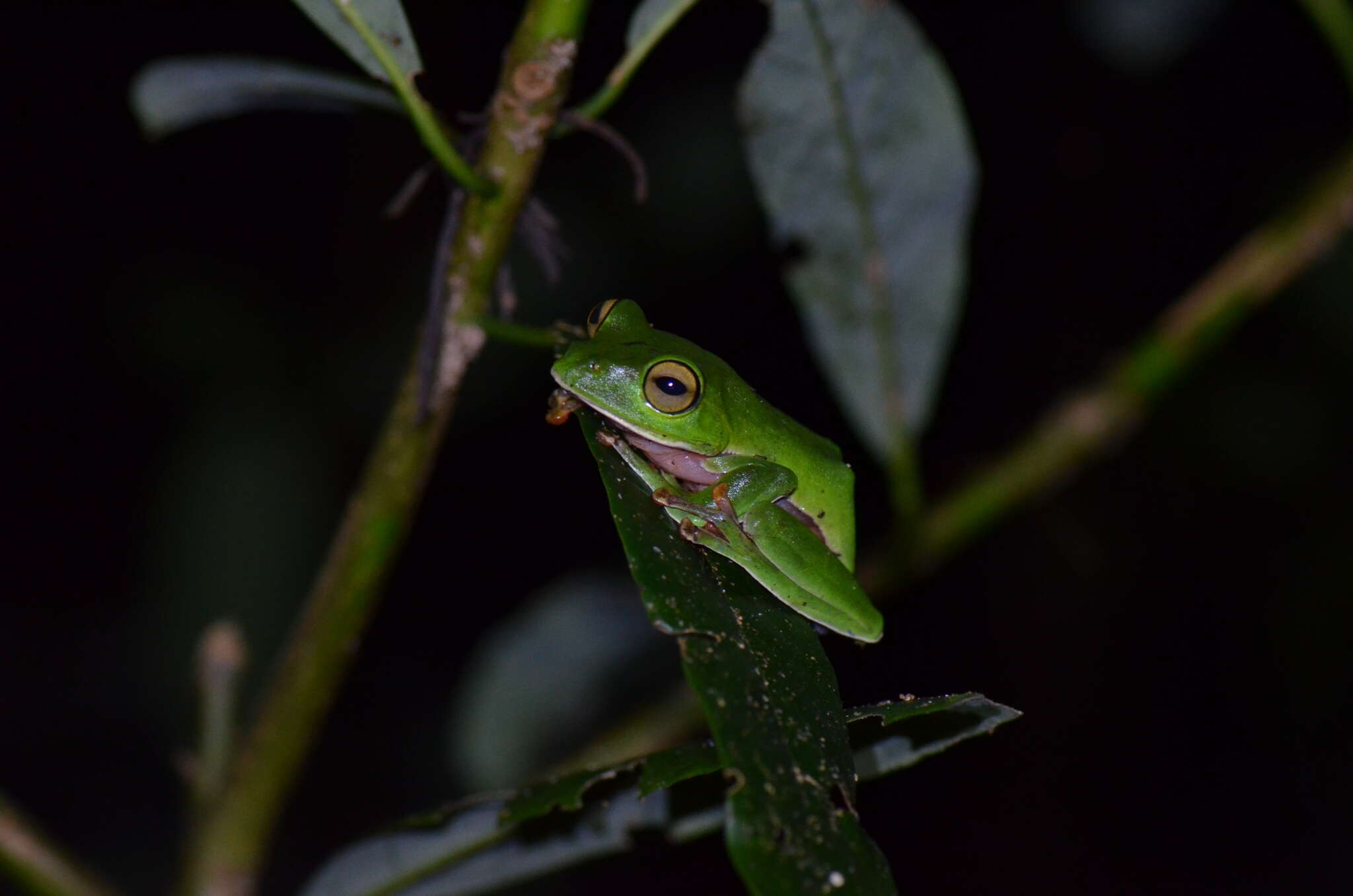 Image of Zhangixalus aurantiventris (Lue, Lai & Chen 1994)