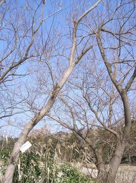 Image of Salix chaenomeloides Kimura