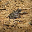 صورة Lithobates sphenocephalus (Cope 1886)