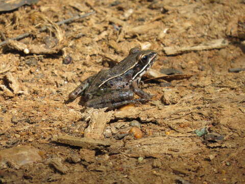 Image of Florida Leopard Frog