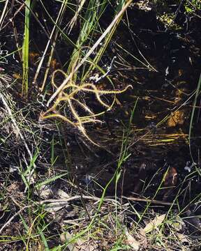 Image of Drosera binata Labill.