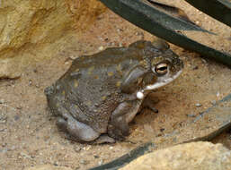 Image of Colorado River Toad Sonoran Desert Toad