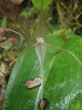 Imagem de Pleurothallis phalangifera (C. Presl) Rchb. fil.