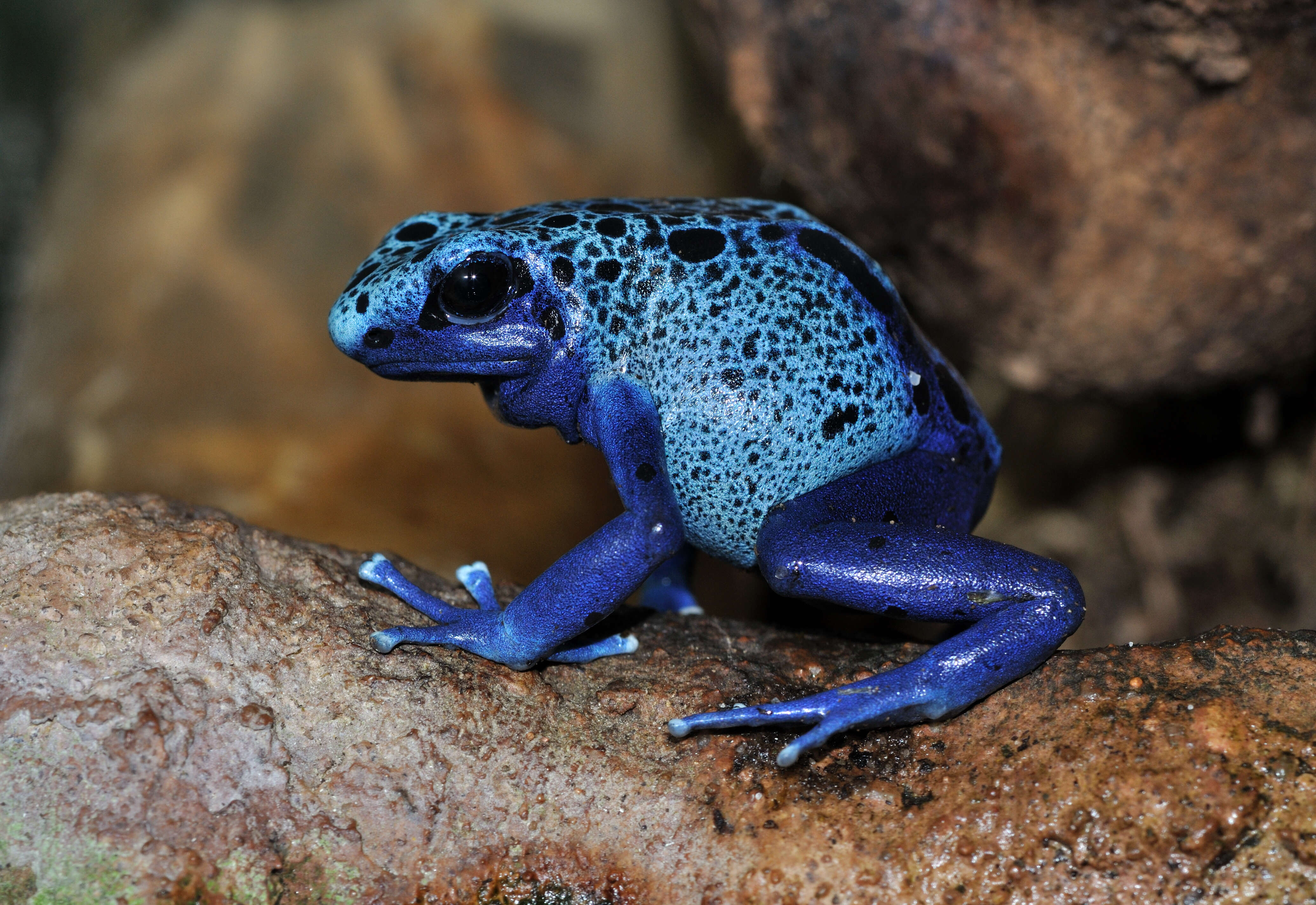 Image of Dendrobates azureus