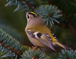 Image of Goldcrest