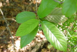 Image of Carolina False Buckthorn