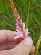 Image of Dierama formosum Hilliard