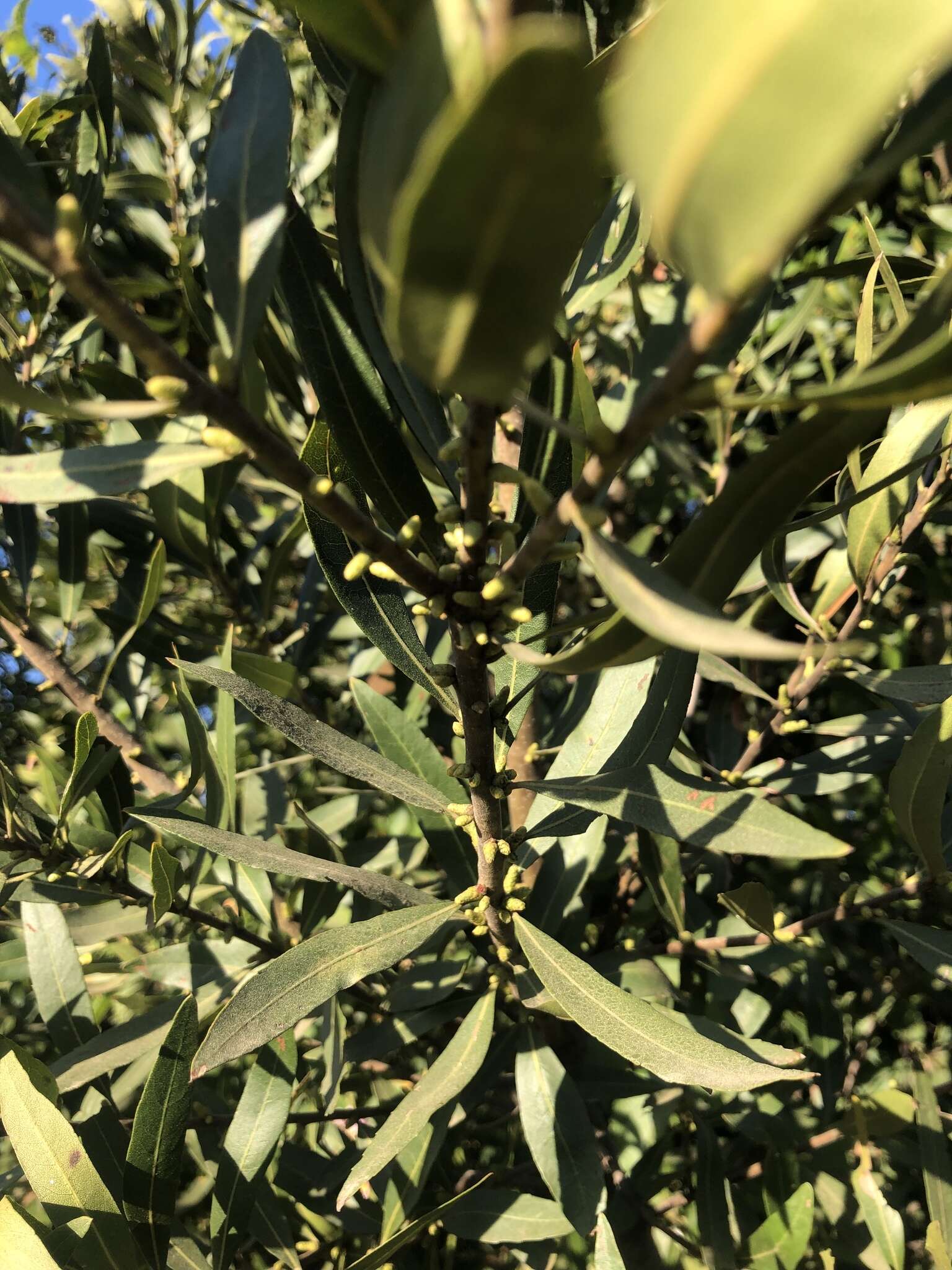 Image of Lance-leaved waxberry