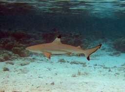 Image of Blacktip Shark