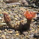 Image of Pterocactus neuquensis