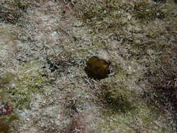 Image of Golfball Coral