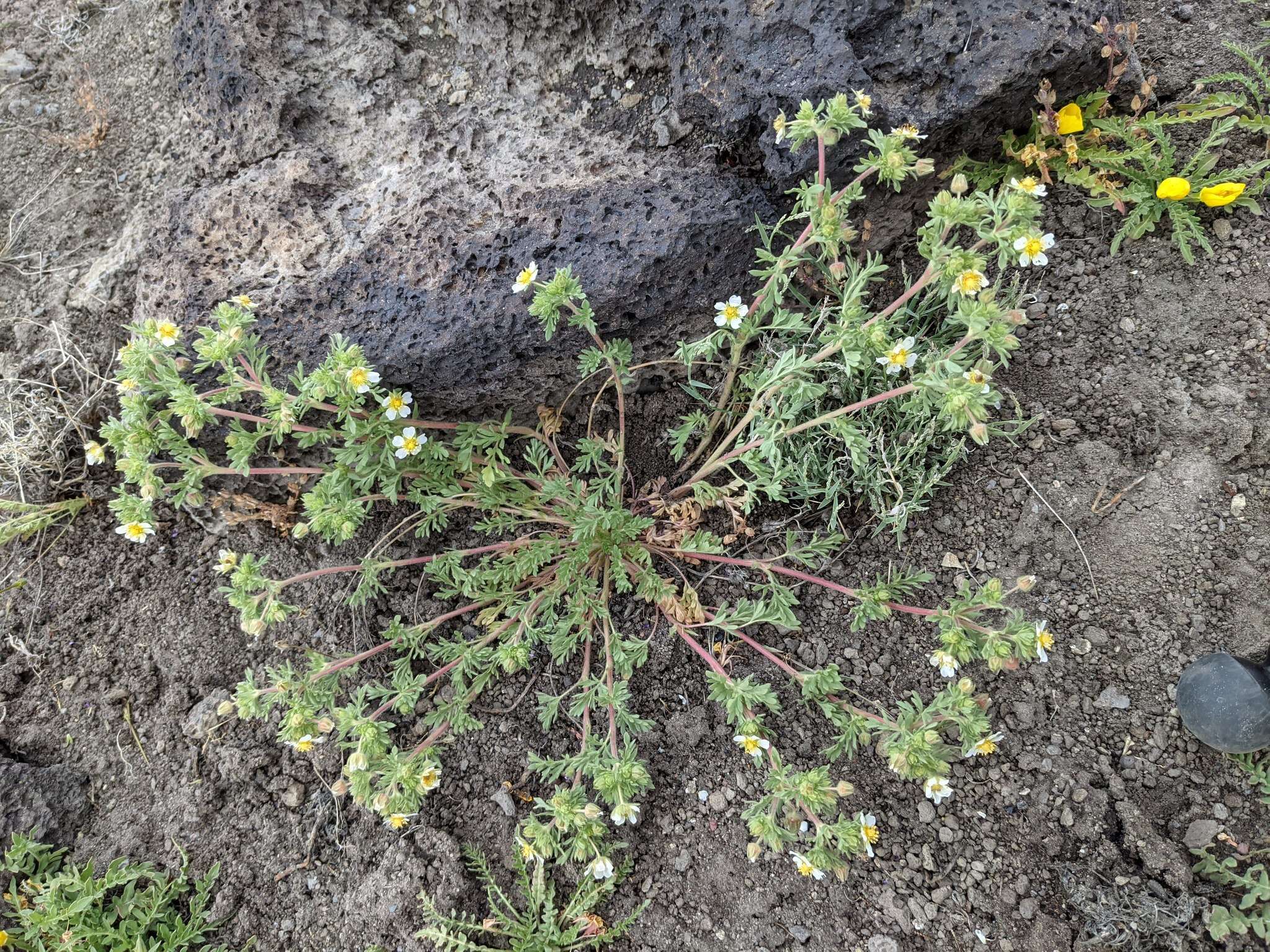 Image de Potentilla newberryi A. Gray