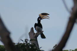 Image of Malabar Pied Hornbill