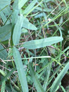Image of slickseed fuzzybean