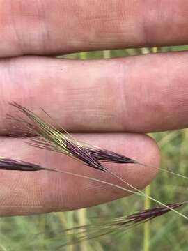 Image of Aristida barbicollis Trin. & Rupr.