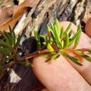 Image of Darwinia grandiflora (Benth.) R. Baker & H. G. Smith