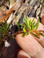 Image of Darwinia grandiflora (Benth.) R. Baker & H. G. Smith